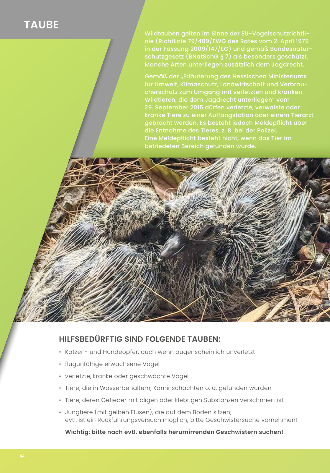 Vorschau IGHW - Interessengemeinschaft Hessischer Wildtierpfleger Seite 44
