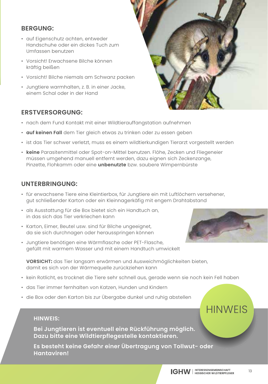 Vorschau IGHW - Interessengemeinschaft Hessischer Wildtierpfleger Seite 13