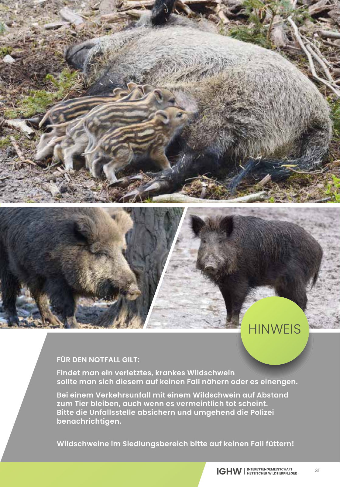 Vorschau IGHW - Interessengemeinschaft Hessischer Wildtierpfleger Seite 31
