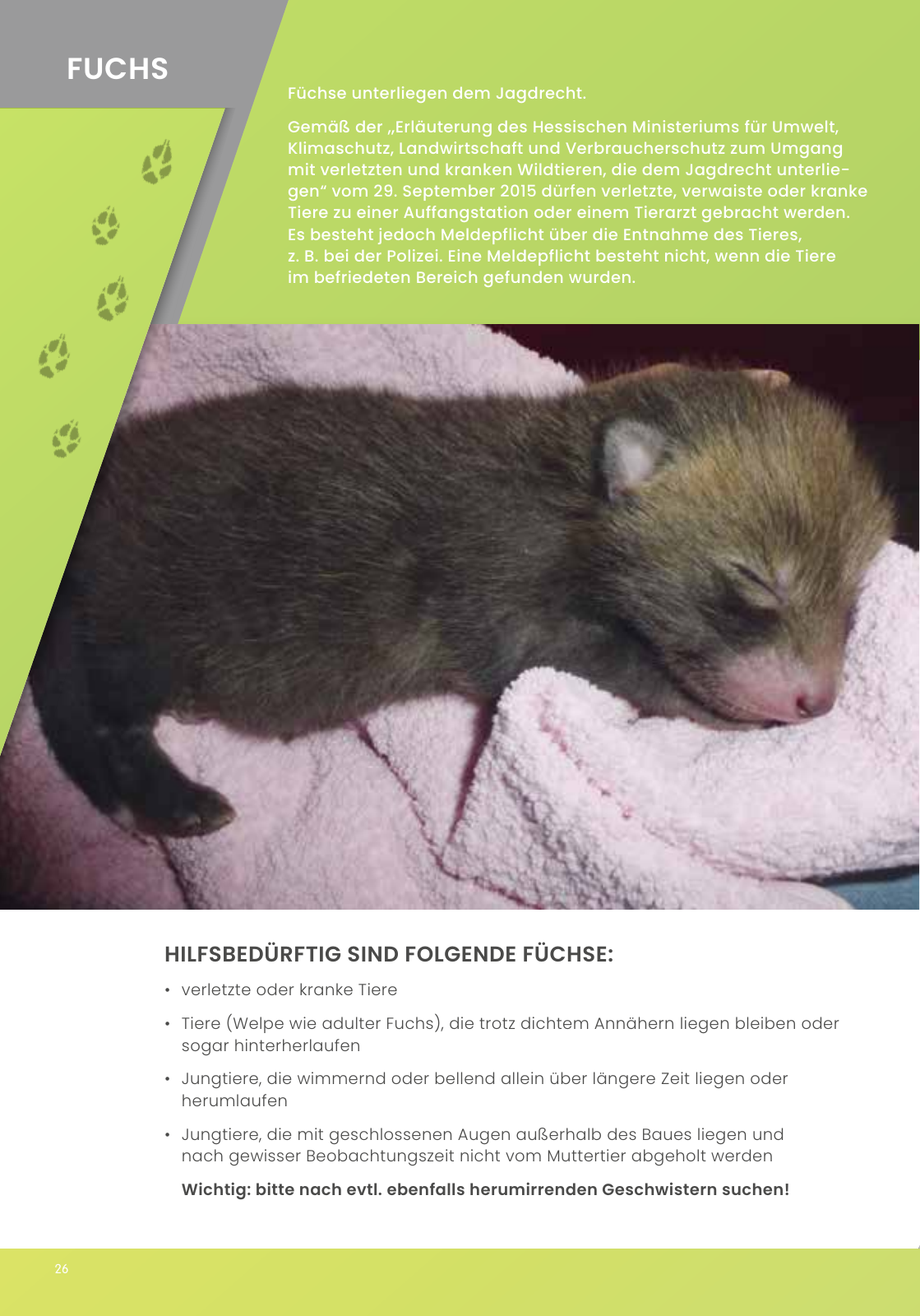 Vorschau IGHW - Interessengemeinschaft Hessischer Wildtierpfleger Seite 26