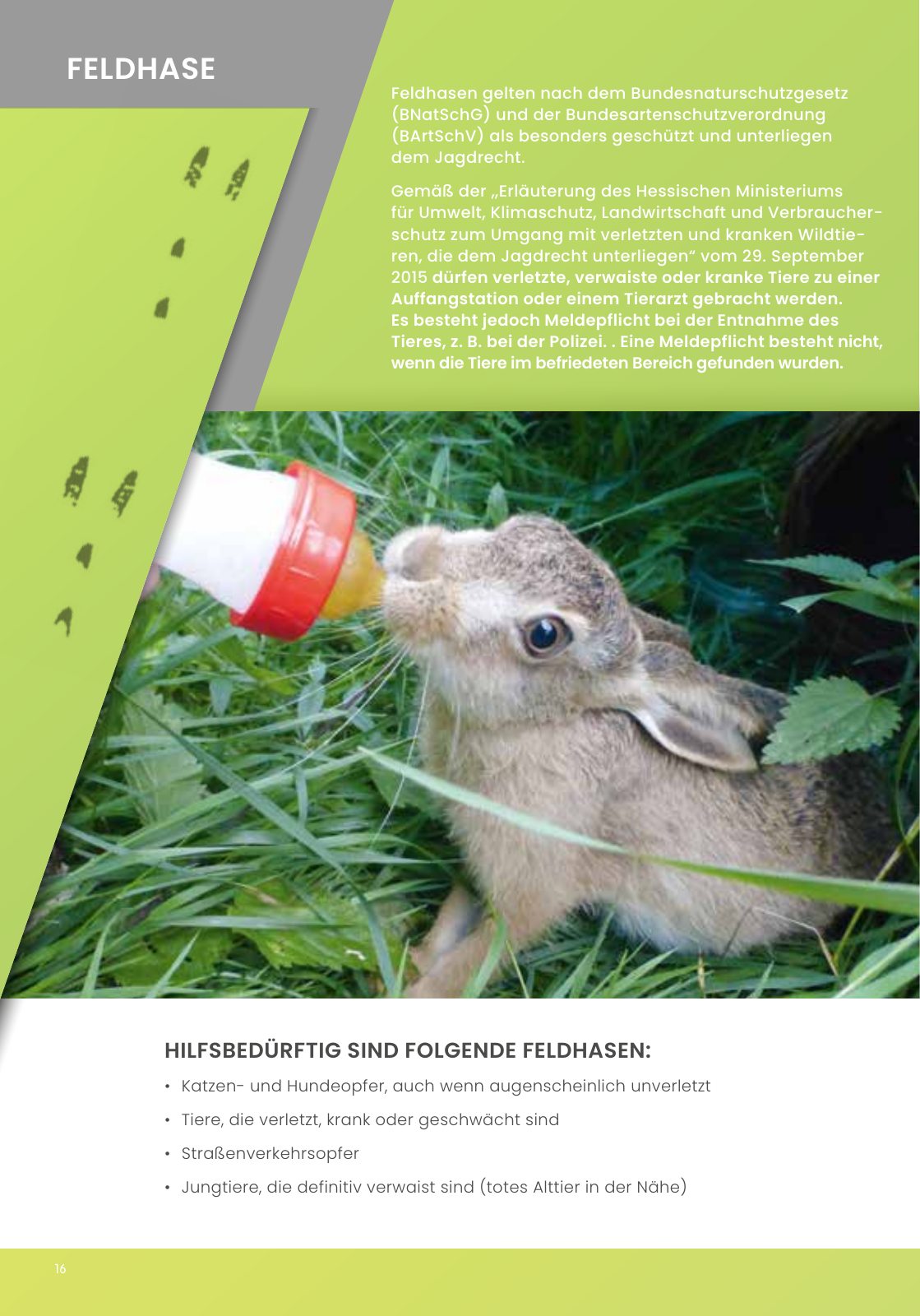 Vorschau IGHW - Interessengemeinschaft Hessischer Wildtierpfleger Seite 16