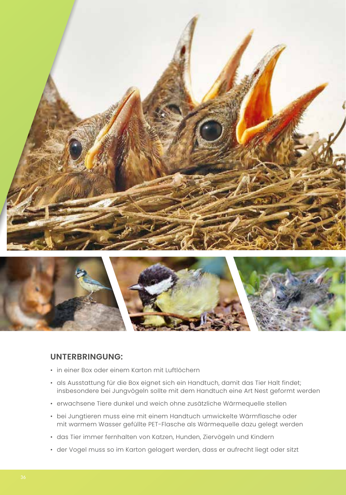 Vorschau IGHW - Interessengemeinschaft Hessischer Wildtierpfleger Seite 36