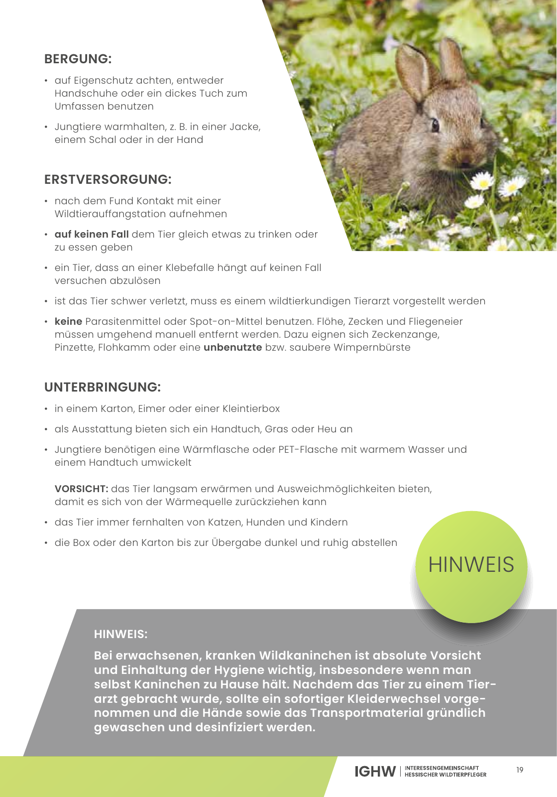 Vorschau IGHW - Interessengemeinschaft Hessischer Wildtierpfleger Seite 19