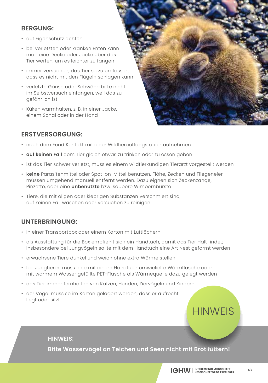 Vorschau IGHW - Interessengemeinschaft Hessischer Wildtierpfleger Seite 43