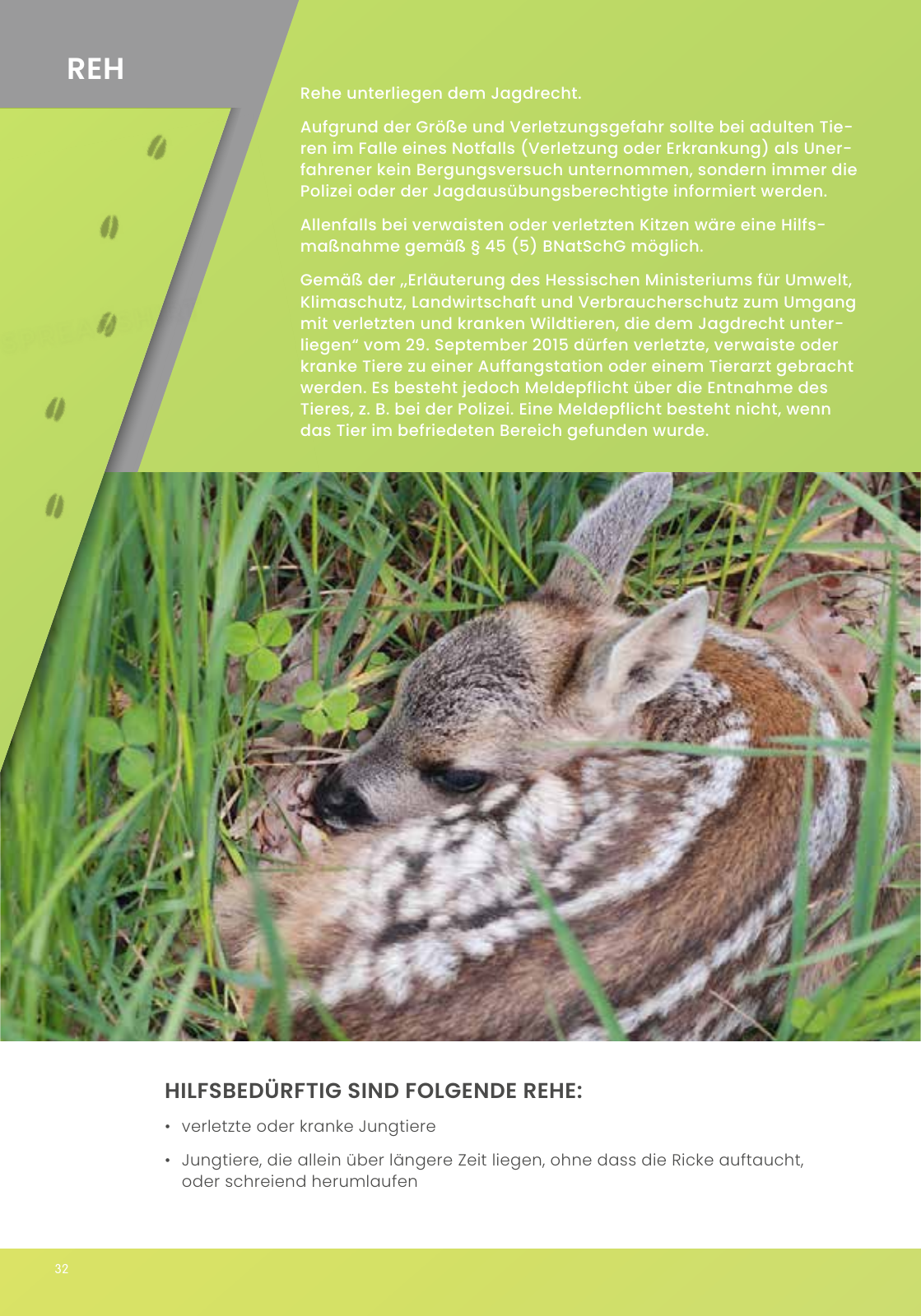 Vorschau IGHW - Interessengemeinschaft Hessischer Wildtierpfleger Seite 32