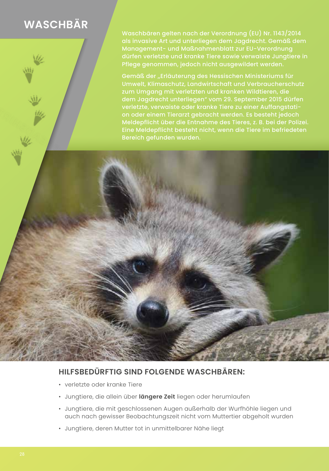 Vorschau IGHW - Interessengemeinschaft Hessischer Wildtierpfleger Seite 28