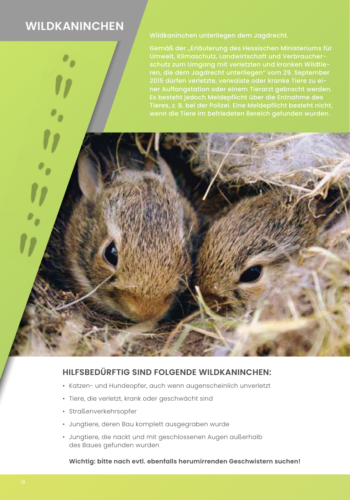 Vorschau IGHW - Interessengemeinschaft Hessischer Wildtierpfleger Seite 18