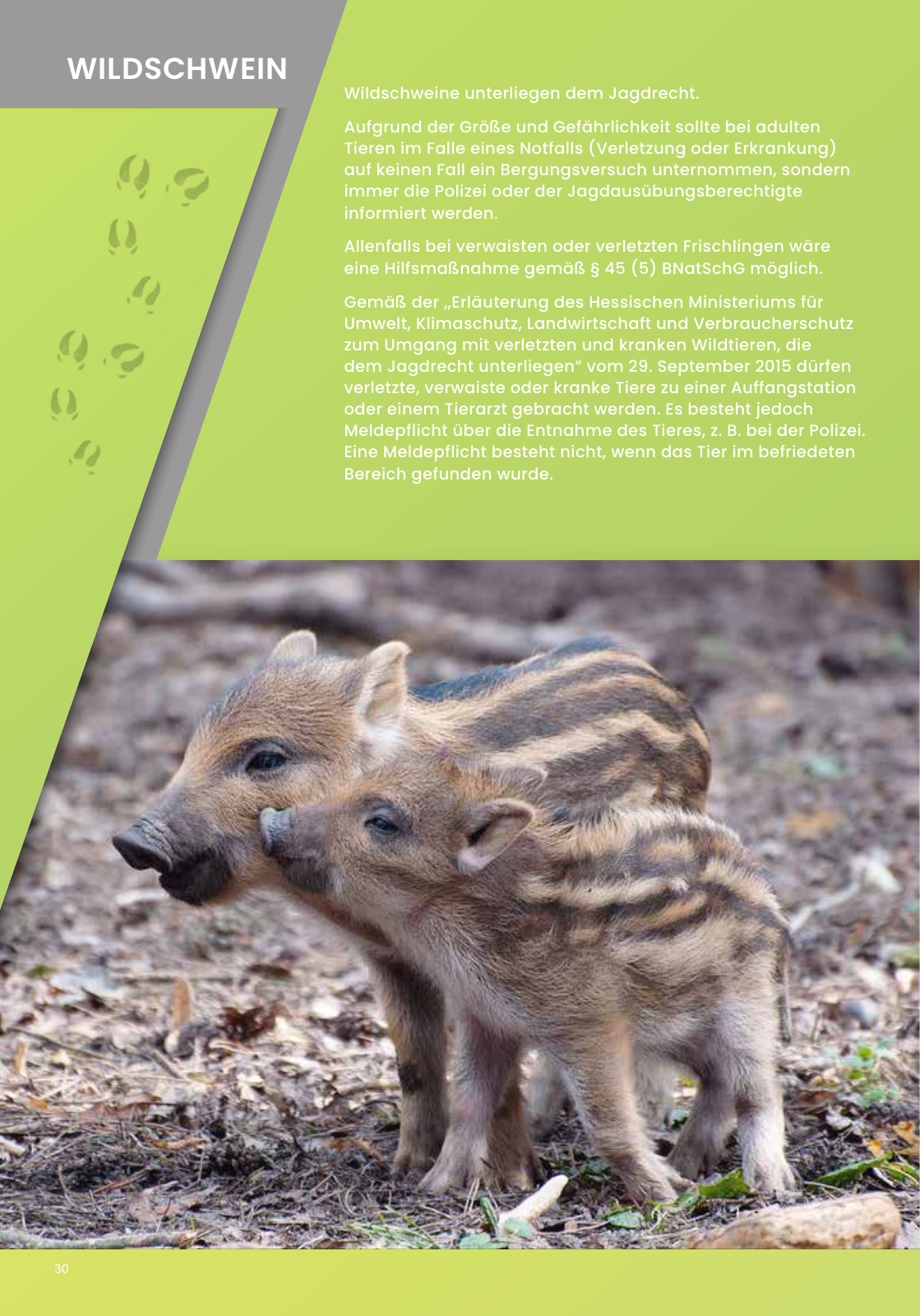 Vorschau IGHW - Interessengemeinschaft Hessischer Wildtierpfleger Seite 30