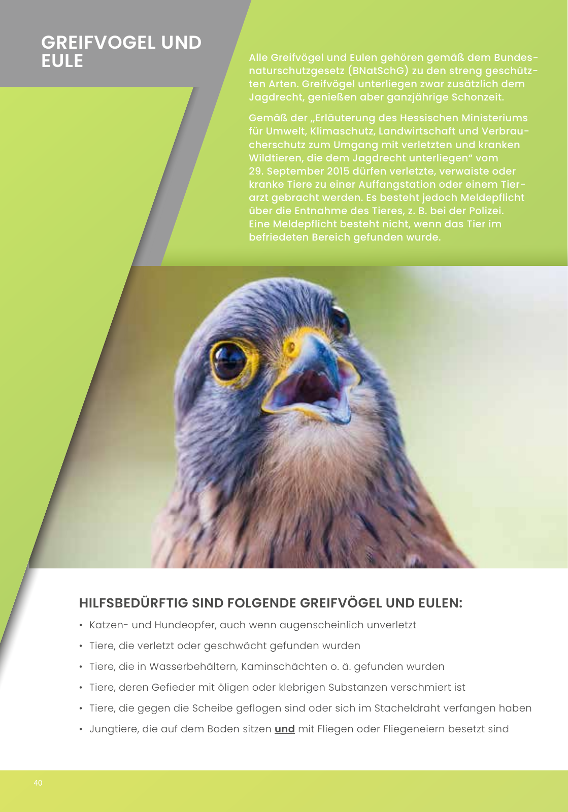 Vorschau IGHW - Interessengemeinschaft Hessischer Wildtierpfleger Seite 40