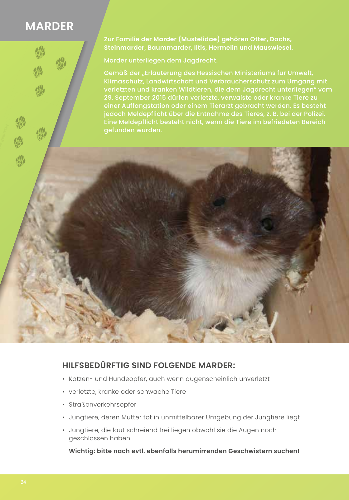 Vorschau IGHW - Interessengemeinschaft Hessischer Wildtierpfleger Seite 24